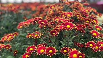 那一抹抹雛菊，芬芳了遂寧經(jīng)開(kāi)區